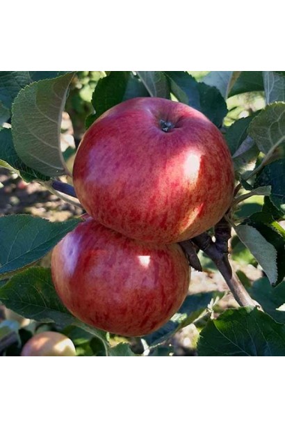 Яблуня домашня Еліза купити